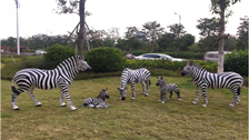 wild zebra sculpture